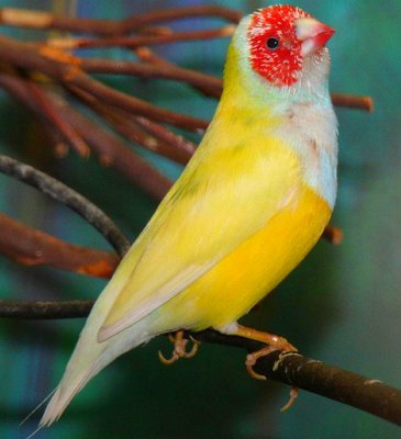 YellowMale.JPG