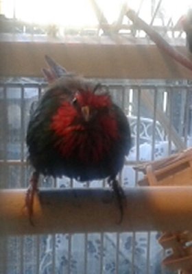 ADULT PARROT FINCH AFTER BATH