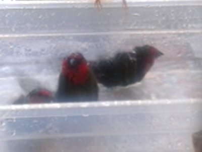 PARROT FINCHES BATHING