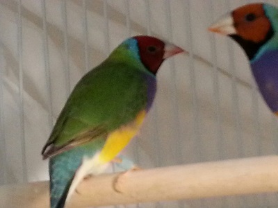 RH male and OH male from chris.jpg