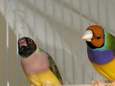 RH hen and OH male (fromChris).jpg