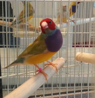 gb gouldian.jpg