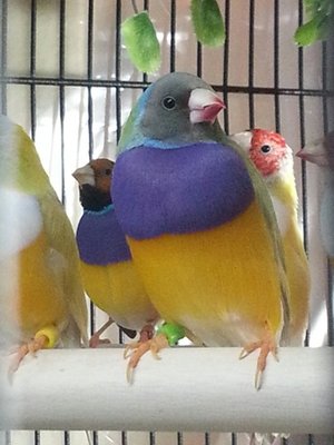 gouldians 19.jpg