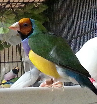 gouldians 3.jpg