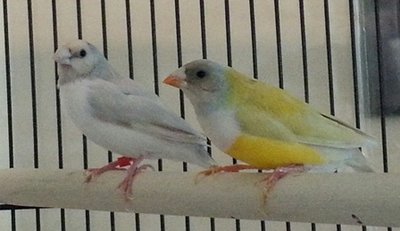 gouldians 1.jpg
