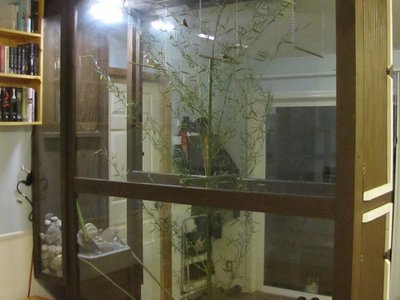 new aviary 005.JPG