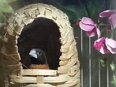 CBM in wicker basket.jpg