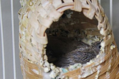 A good view of the babies in the nest.