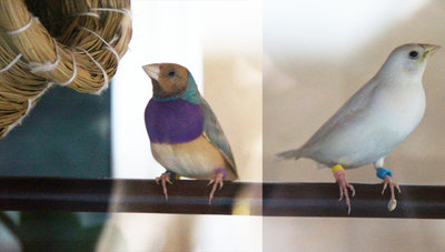 Silver female and SF pastel blue male