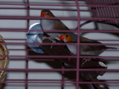 Trying out their new perch. I also bought them a nest only so they'd have what they were used to as they adjust. No plans to breed, but they might be the same sex anyway.