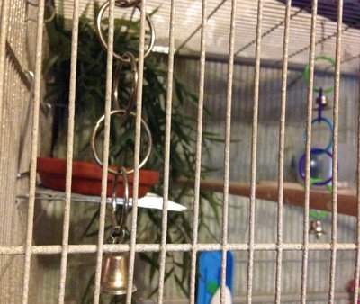 aviary plants 1 in 2015b.jpg