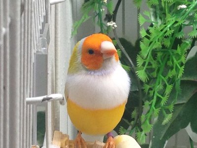 My male
