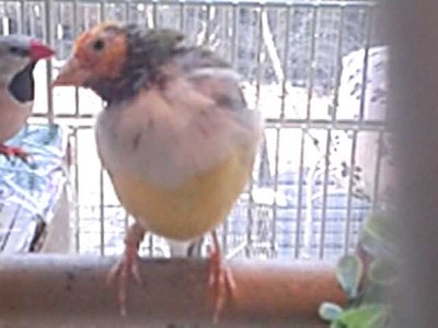 Piemur (Pim) when I first brought him home.