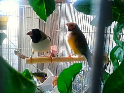 Pim following Baby White Breast around.