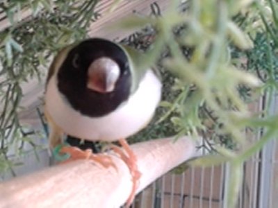 Baby White Breast (BB), starting to notice Pim