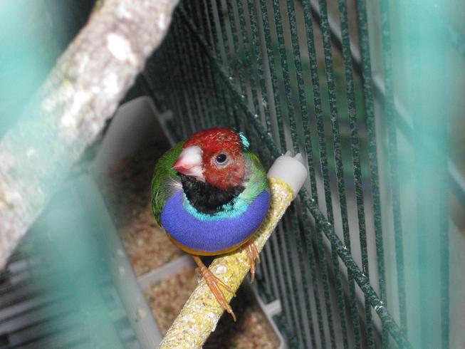 birds 039v3.JPG