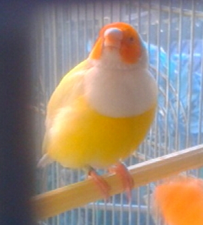 SEBELL