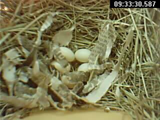 eggs w newspaper.JPG