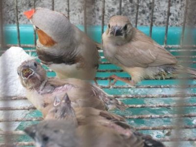 finches 001.jpg