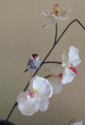 Noodles perching on the fake flower.