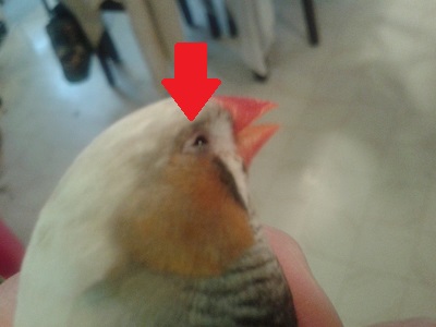 Elana's bird.jpg