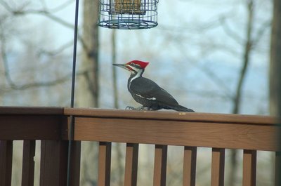 3-pileated woodpecker.jpg
