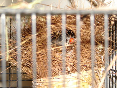 Female (Normal) sitting.