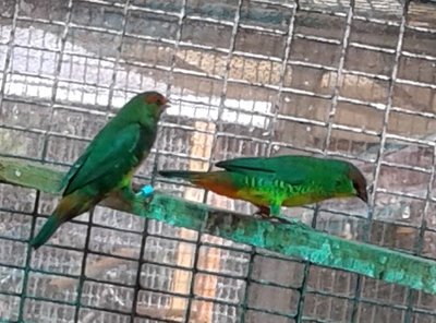 2 different cocks.jpg