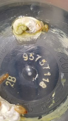 poop1.jpg