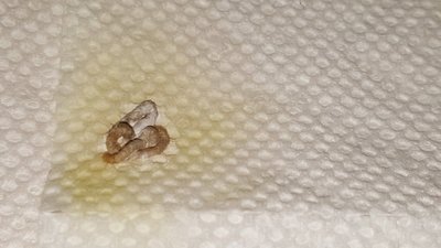 poop3.jpg