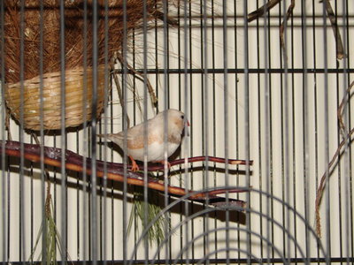 Another shot of the male and nest.