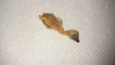 2nd flung chick