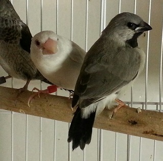 gray shaft tail fledgling pic 4.jpg