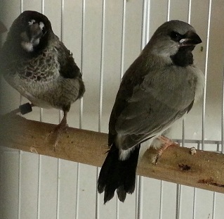 gray shaft tail fledgling pic 3.jpg