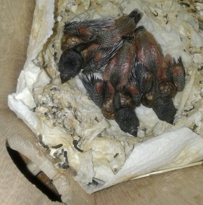 Here's an example of a normal poopy Gouldian nest.