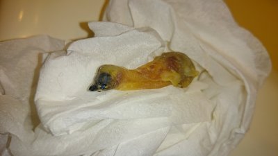 3rd dead chick, empty crop?