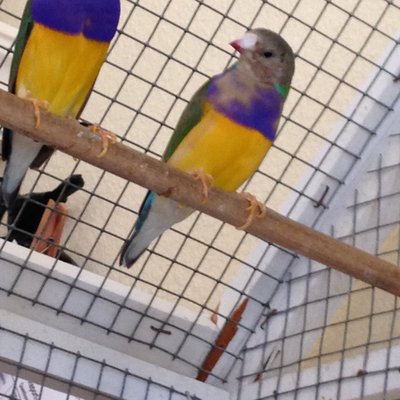 badcolorfinch.jpg