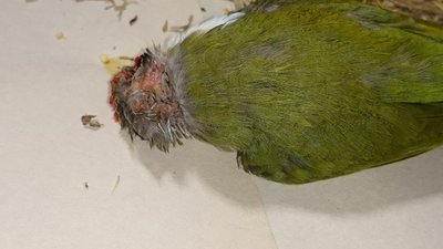 Back of head and body feathers