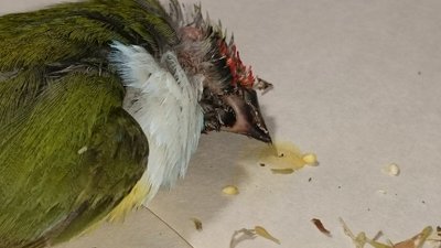Close up beak/head debris