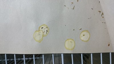 Diarrhea before passing