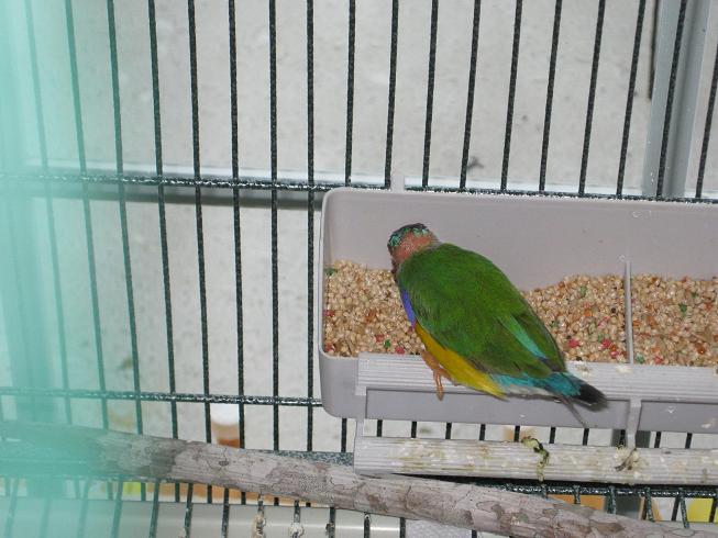 birds 044v3.JPG