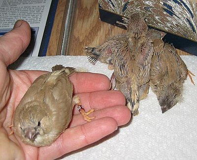 Apr3009b.jpg
