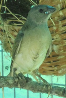 Gouldian fledling.jpg