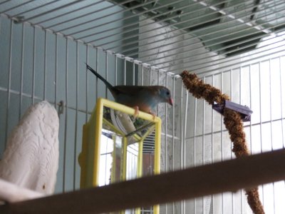 This is Nellie not her beak is black tipped. She is standing on top of Blue's mirror