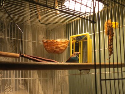 Blue and his mirror. His beak is also half black. His faded red cheeks do not show up in pictures.