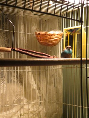 Cute pose of Blue.