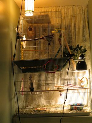 My crazy lighting set up. It's in progress! Nellie and Sadie are sitting together in the nest in the upper cage.