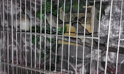 Chicks out of the nest