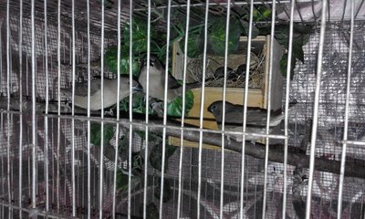 Chicks out of the nest