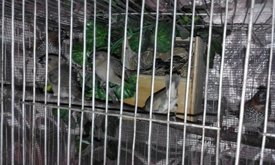 Chicks out of the nest